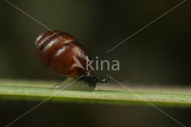 Nauwe korfslak (Vertigo angustior)
