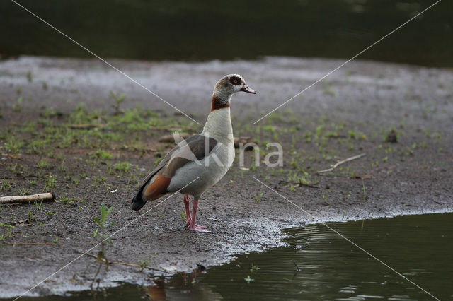 Egyptian Goose (Alopochen aegyptiaca)