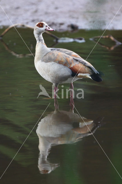 Egyptian Goose (Alopochen aegyptiaca)