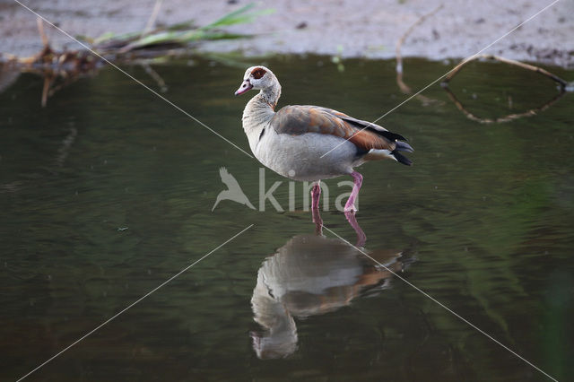 Egyptian Goose (Alopochen aegyptiaca)