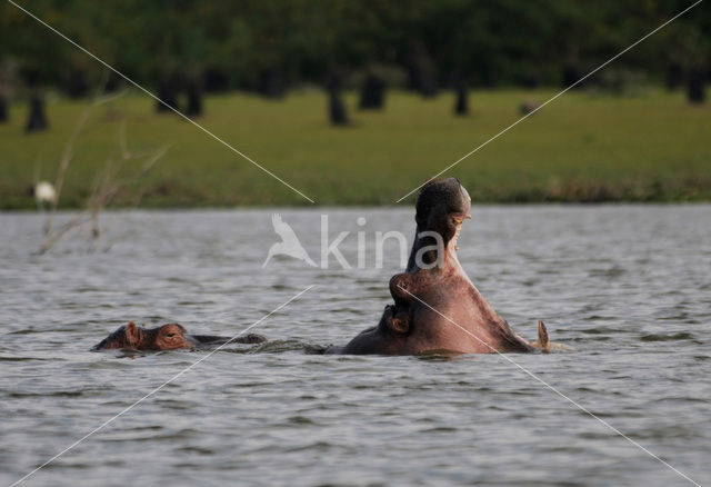 Nijlpaard (Hippopotamus amphibius)