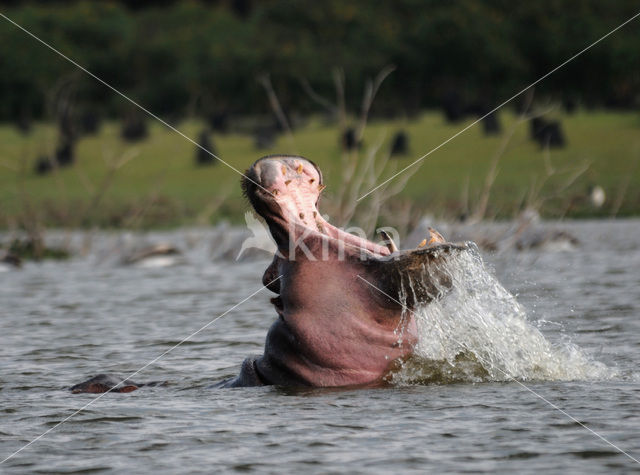 Hippopotamus (Hippopotamus amphibius)