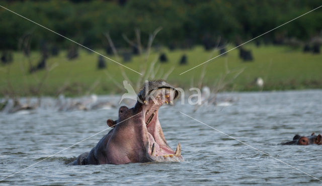 Nijlpaard (Hippopotamus amphibius)