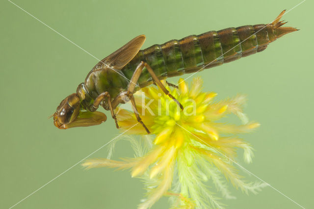 Noordse glazenmaker (Aeshna subarctica)