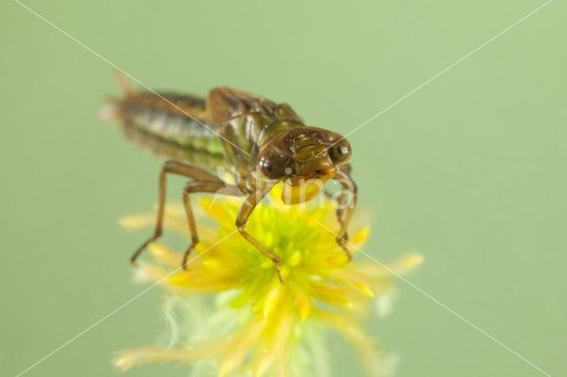 Noordse glazenmaker (Aeshna subarctica)