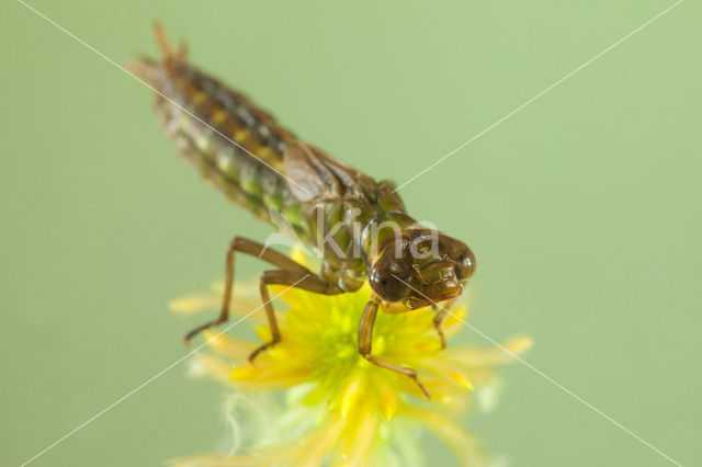 Subarctic Darner (Aeshna subarctica)