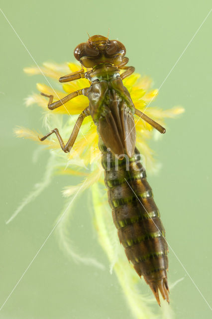 Subarctic Darner (Aeshna subarctica)