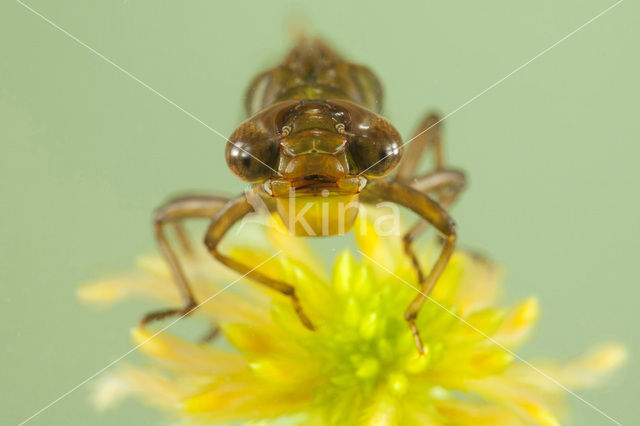 Noordse glazenmaker (Aeshna subarctica)