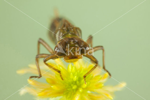 Noordse glazenmaker (Aeshna subarctica)