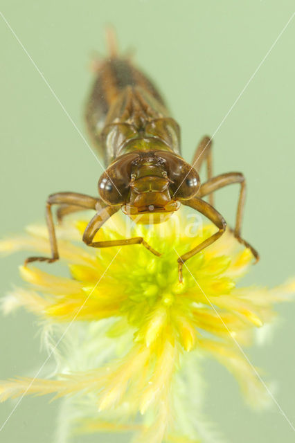 Subarctic Darner (Aeshna subarctica)