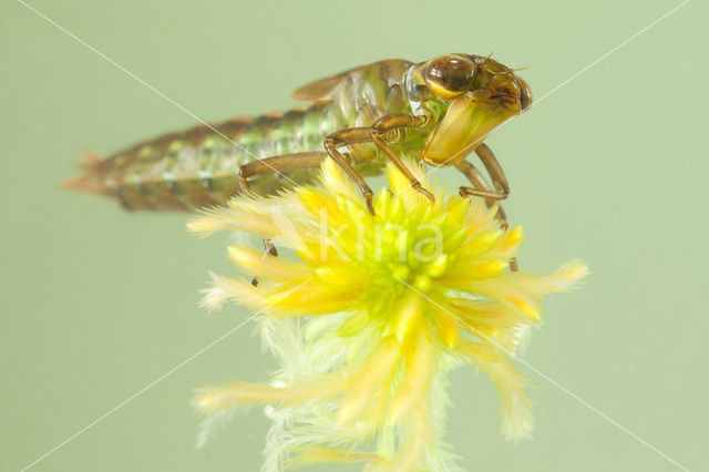 Noordse glazenmaker (Aeshna subarctica)