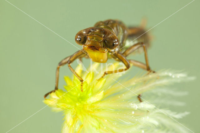 Noordse glazenmaker (Aeshna subarctica)