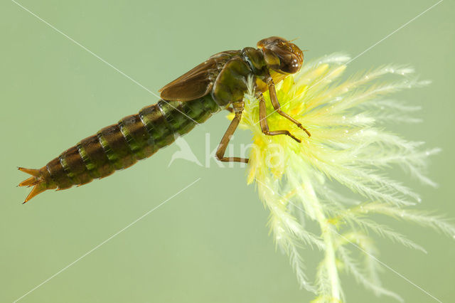 Noordse glazenmaker (Aeshna subarctica)