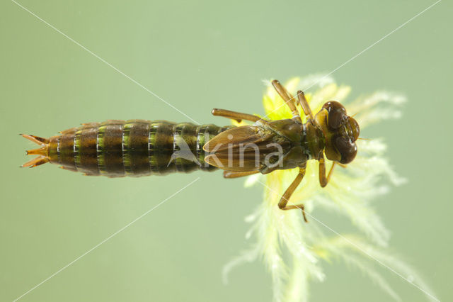 Noordse glazenmaker (Aeshna subarctica)