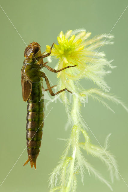 Noordse glazenmaker (Aeshna subarctica)