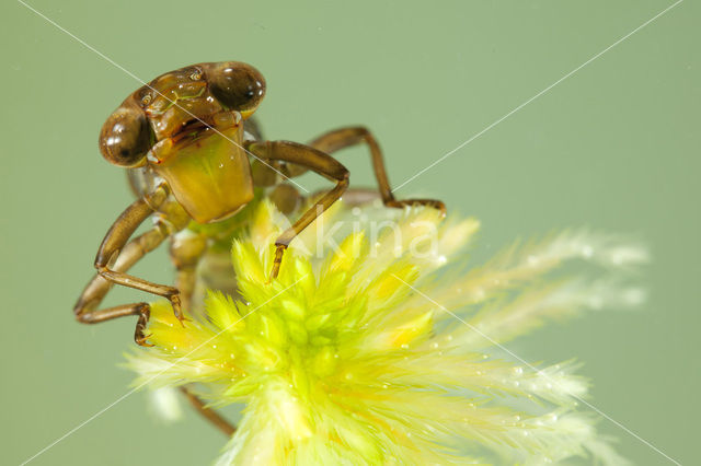 Noordse glazenmaker (Aeshna subarctica)