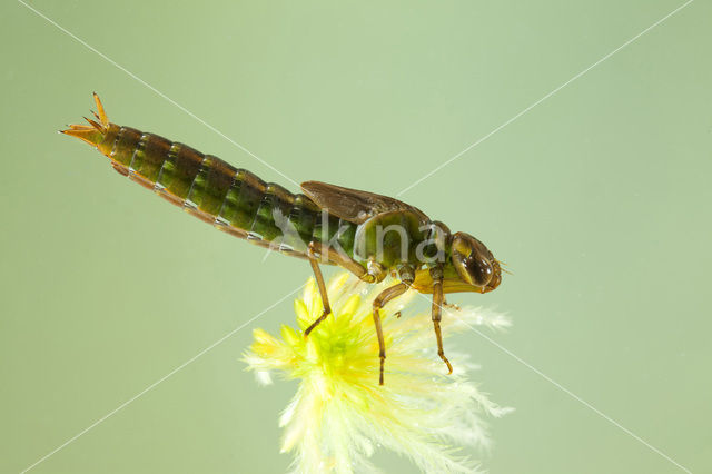 Subarctic Darner (Aeshna subarctica)