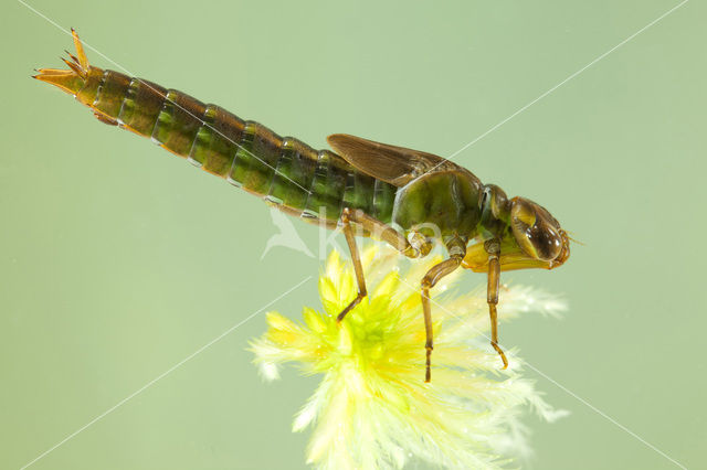 Noordse glazenmaker (Aeshna subarctica)