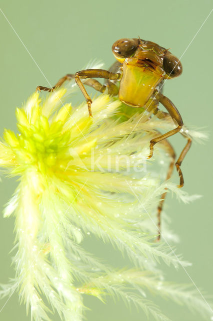 Noordse glazenmaker (Aeshna subarctica)