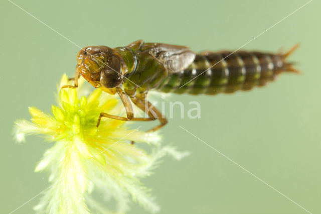 Noordse glazenmaker (Aeshna subarctica)