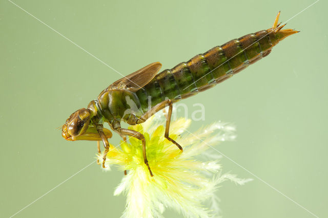 Noordse glazenmaker (Aeshna subarctica)