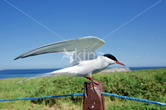 Arctic Tern (Sterna paradisaea)