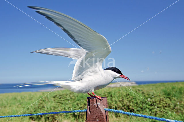 Arctic Tern (Sterna paradisaea)