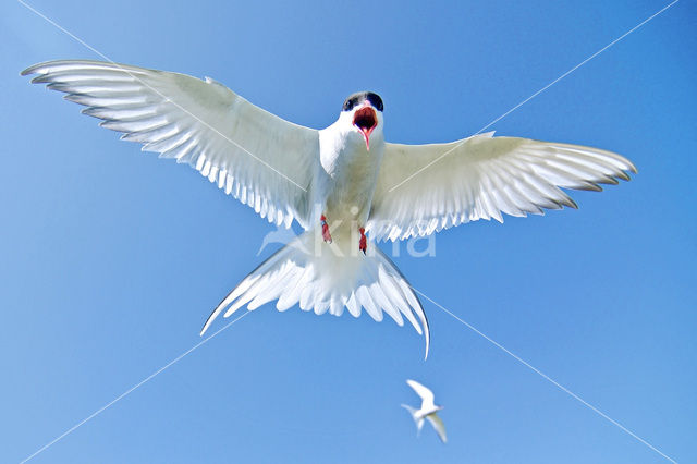 Arctic Tern (Sterna paradisaea)