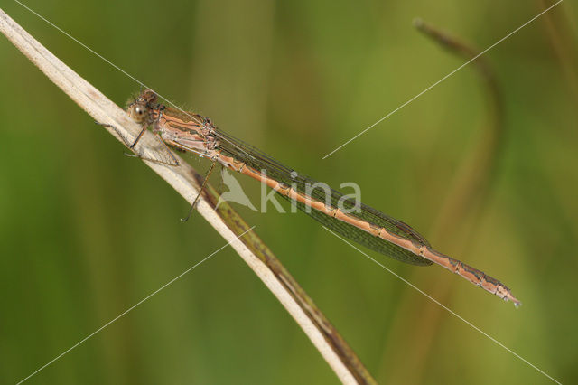 Siberian winter Damselfly (Sympecma paedisca)