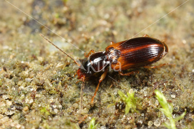 Oeverbontje (Anthracus consputus)