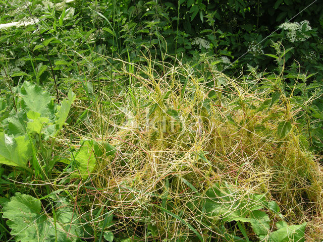 Oeverwarkruid (Cuscuta gronovii)