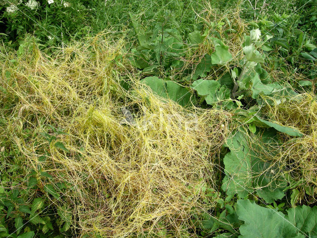 Gronovius’ Dodder (Cuscuta gronovii)