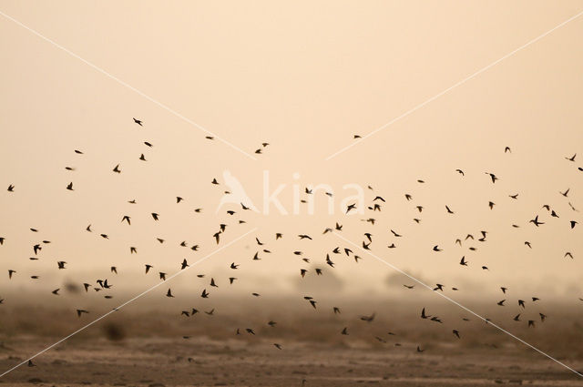 Bank Swallow (Riparia riparia)