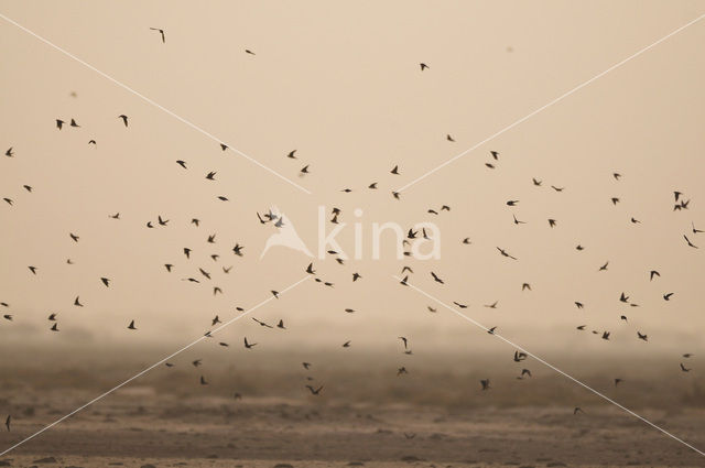 Bank Swallow (Riparia riparia)