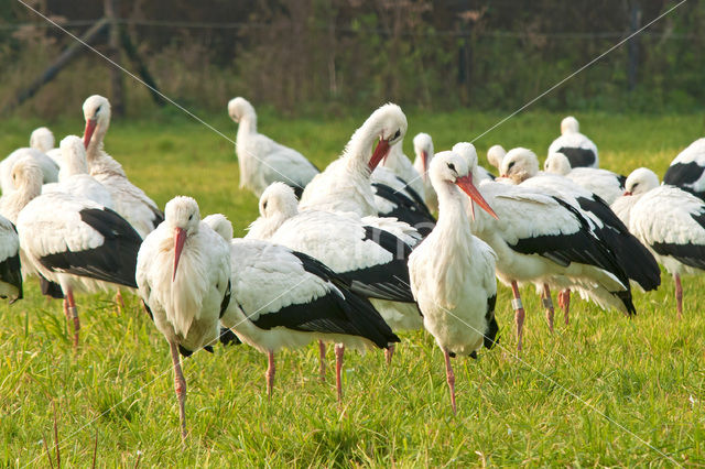 White Stork (Ciconia ciconia)