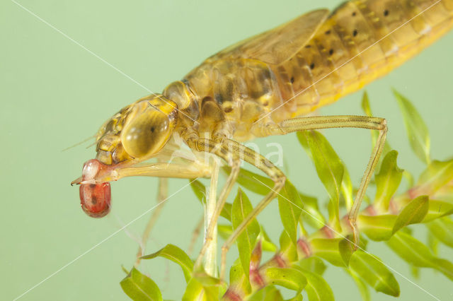 Paardenbijter (Aeshna mixta)