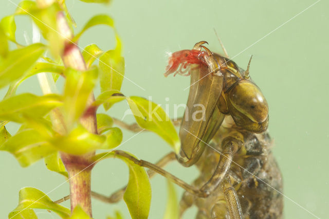 Migrant Hawker (Aeshna mixta)