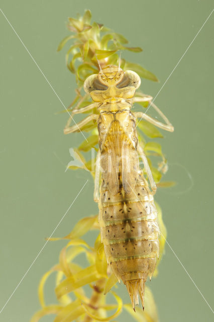 Migrant Hawker (Aeshna mixta)