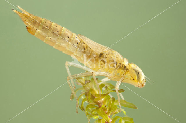 Migrant Hawker (Aeshna mixta)
