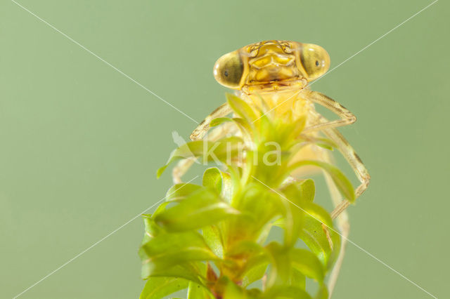 Paardenbijter (Aeshna mixta)