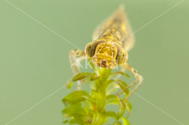 Migrant Hawker (Aeshna mixta)