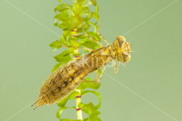 Migrant Hawker (Aeshna mixta)
