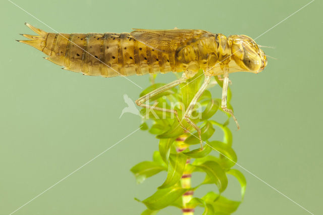 Migrant Hawker (Aeshna mixta)