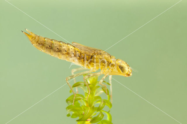 Migrant Hawker (Aeshna mixta)