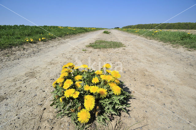 Paardenbloem (Taraxacum vulgare)