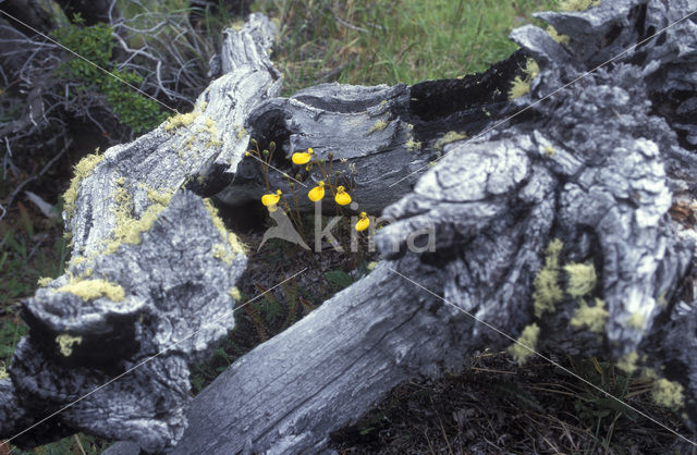 Pantoffelplant (Calceolaria biflora)