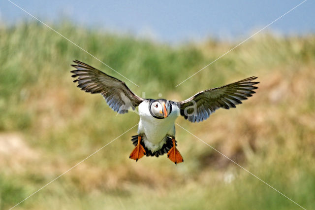 Atlantic Puffin (Fratercula arctica)