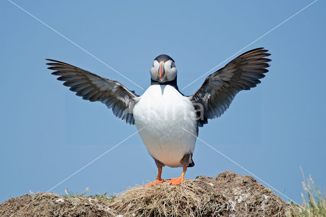 Atlantic Puffin (Fratercula arctica)