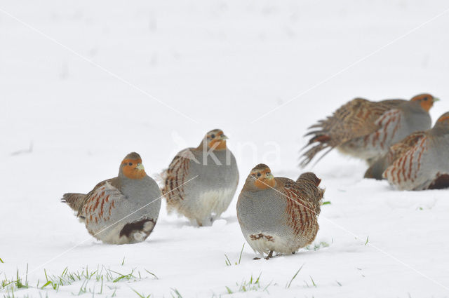 Grey Partridge (Perdix perdix)