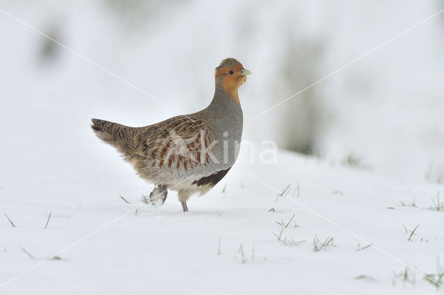 Grey Partridge (Perdix perdix)